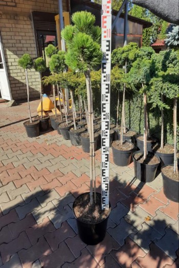 Сосна білокора / боснійська Шмідта / Шмідті (штамб) | Pinus leucodermis Schmidtіі (shtamb) | Сосна белокорая / боснийская Шмидта / Шмидти (штамб)